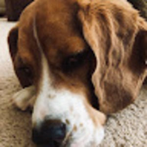 Meet your Posher, Shelby